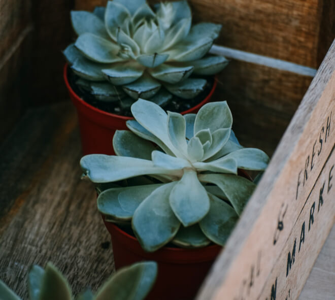 Succulents are your best friends in the garden